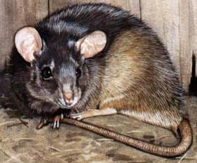 DEFENDA Pest Control Services